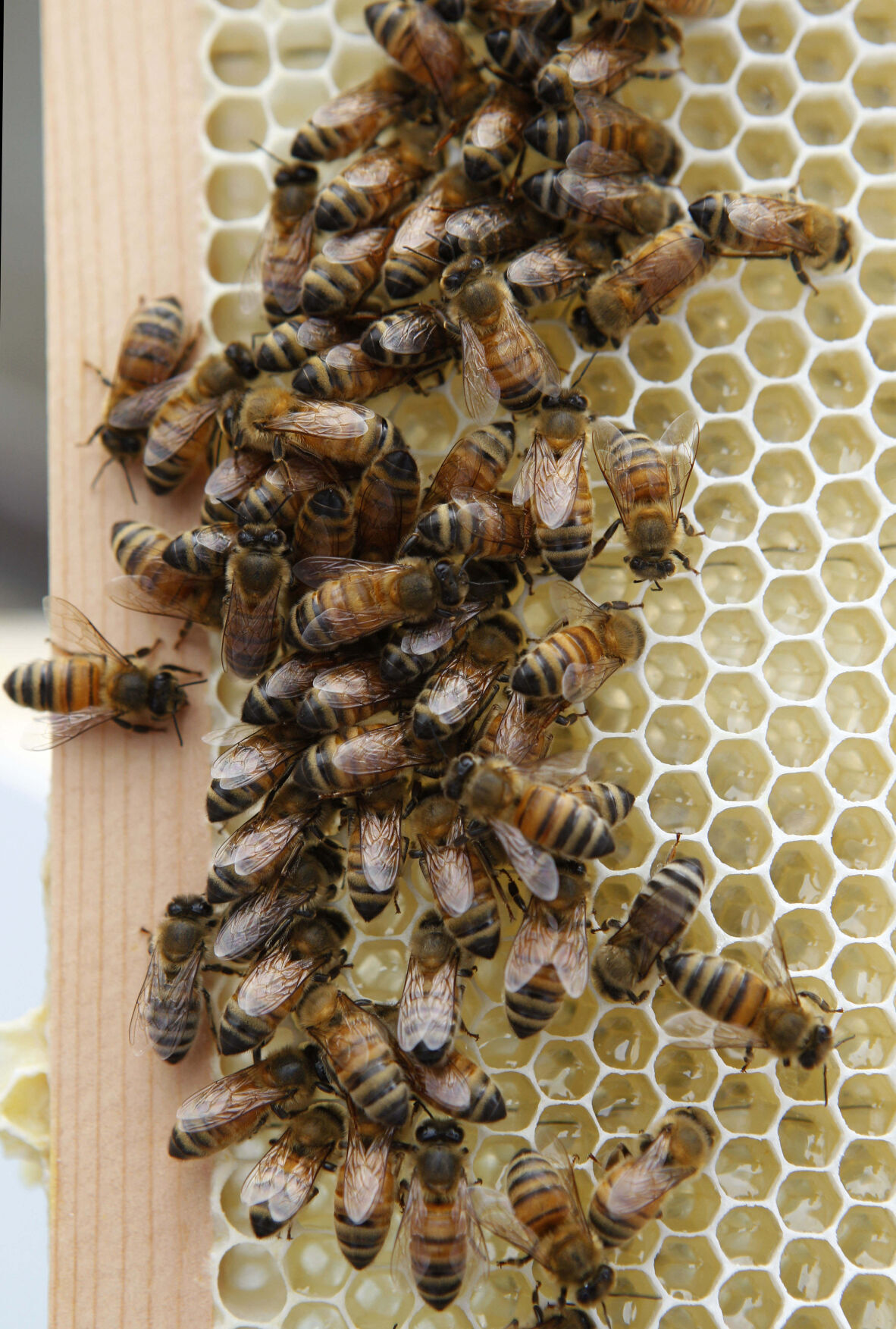 Hotel Bees